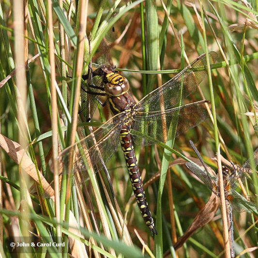 J01_0187 Aeshna juncea eating.JPG